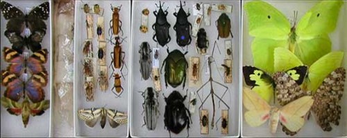 Colección Artrópodos Benéficos