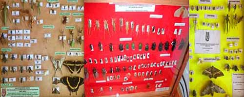 Colección Entomológica de Himenópteros y Parasitoides