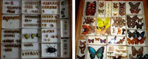 Colección Entomológica “Insectos de Importancia Económica (Agrícola, Medica y Ecológica) de los Valles Centrales de Oaxaca”
