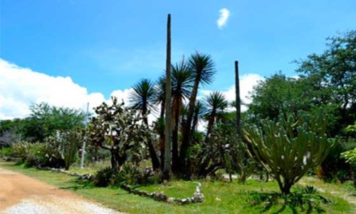 Jardín Botánico Regional Cassiano Conzatti