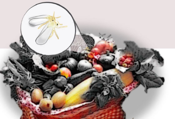 Formuladora de micoinsecticidas