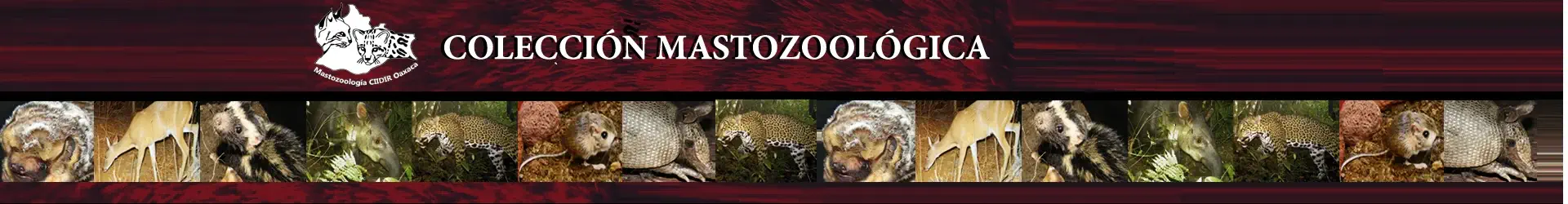 Colección mastozoológica