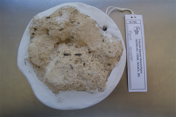 Huellas Puma concolor