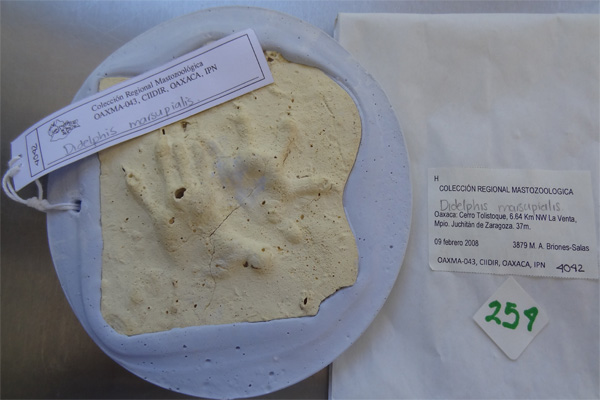 Huellas de Tlacuache Sureño (Didelphis marsupialis) 