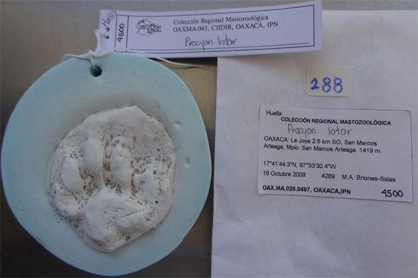 Huellas de Mapache (Procyon lotor)