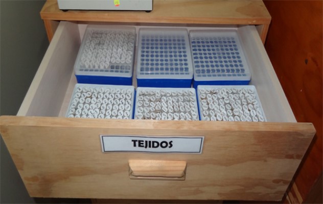 Almacenamiento de tejidos