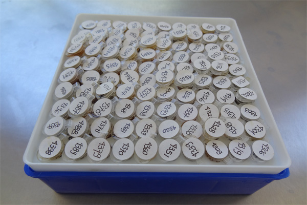 Recipiente de tedijos